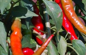 Cayenne
