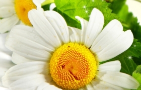 Chamomile