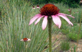 Echinacea